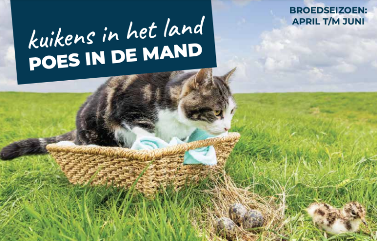 Kuikens in het land, poes ’s nachts in de mand!