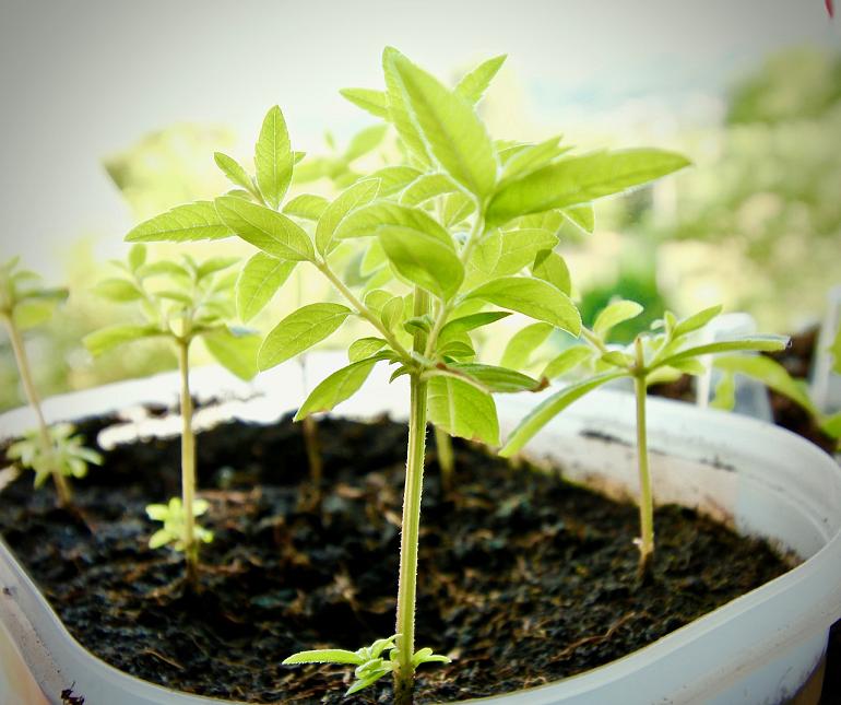 Nieuwe kennis bij de tuinambassadeurs 