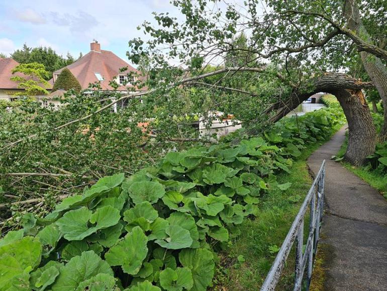 Reddingsactie boom aan de Oude Beek Hillegom