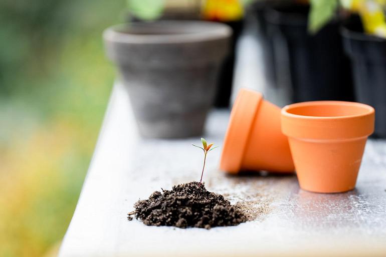 Zomertips van de tuinambassadeurs!